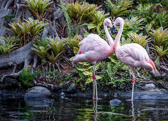 flamingoes